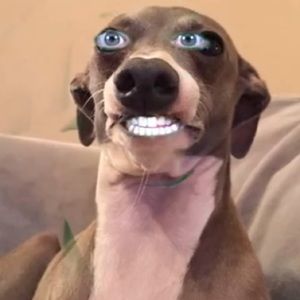 Meet your Posher, Jaileen